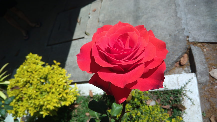 Vibrant Red Rose in Garden with Yellow Foliage
