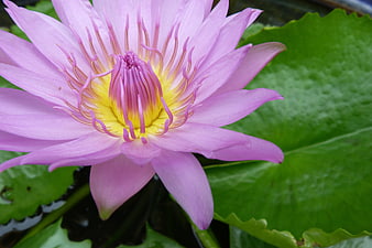Close-up of Pink Water Lily with Yellow Center