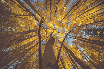 Low angle view of aspen trees with golden autumn leaves