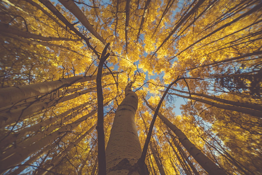 Low angle view of aspen trees with golden autumn leaves