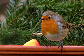 European Robin Perched on Terracotta Pot Edge
