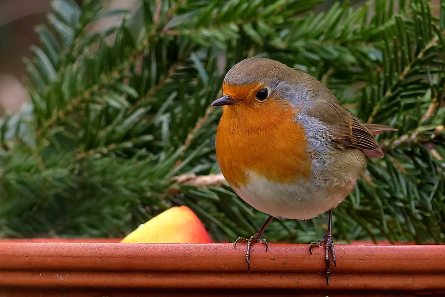 European Robin Perched on Terracotta Pot Edge