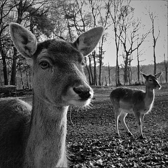 Black and white portrait of fallow deer in forest