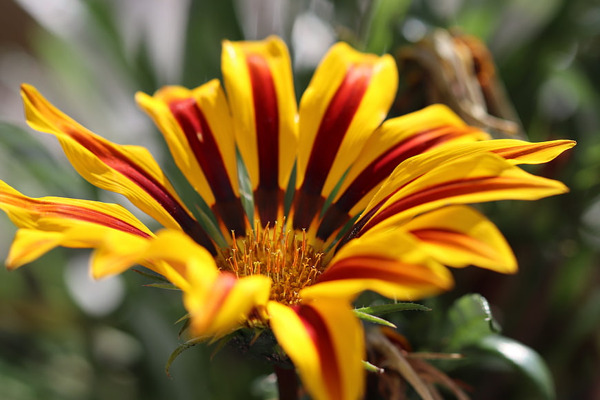 Close-up of vibrant yellow and red striped flower bloom