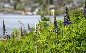Purple Lupine Flowers Blooming by the Water