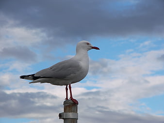Seagull Perched on Metal Post Against Cloudy Sky