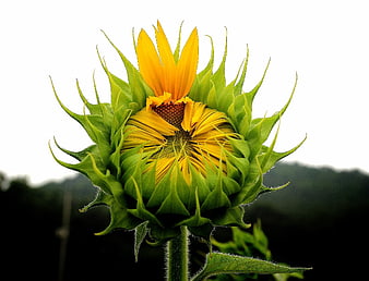 Close-up of a budding yellow sunflower against a blurred background