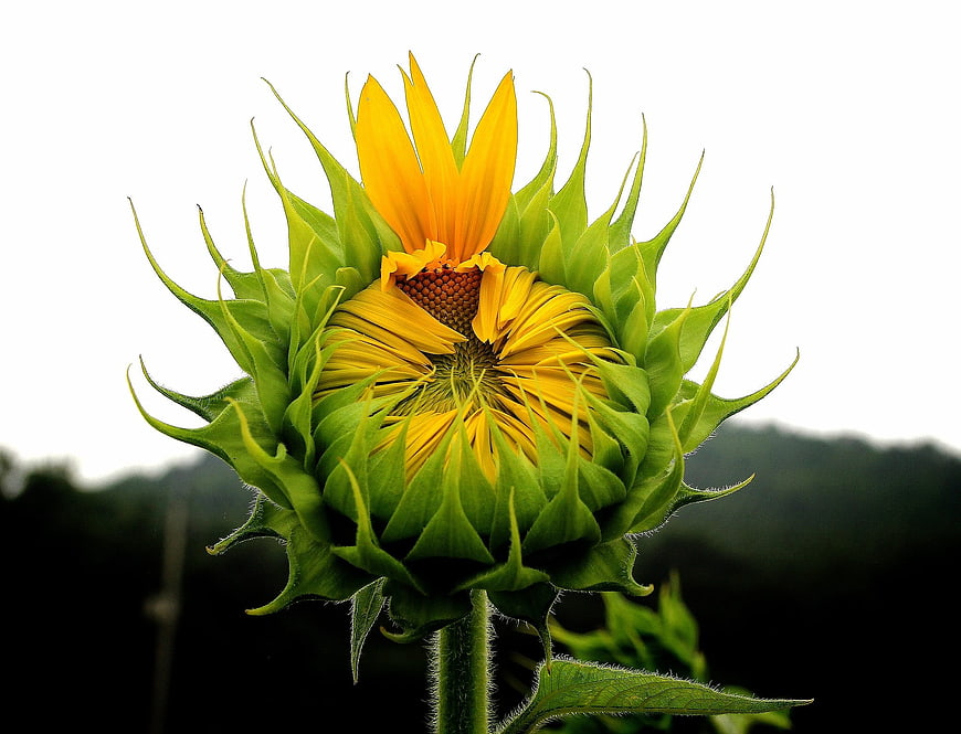 Close-up of a budding yellow sunflower against a blurred background