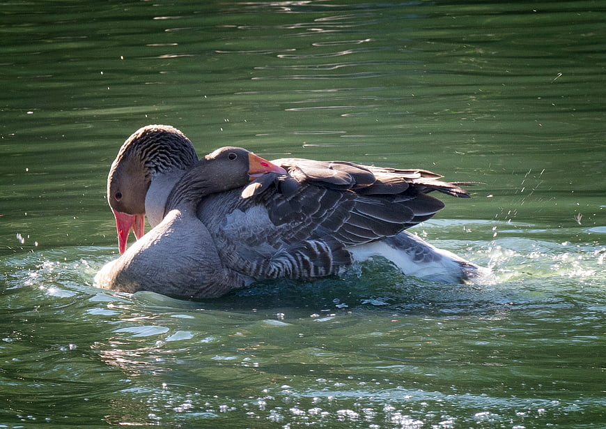 Two Greylag Geese Wrestling in Green Pond Water