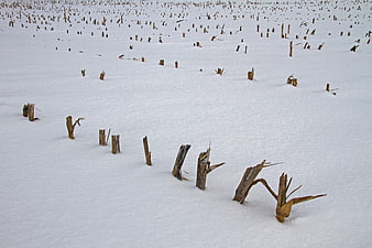 Snow-covered cornfield with cut stalks in winter