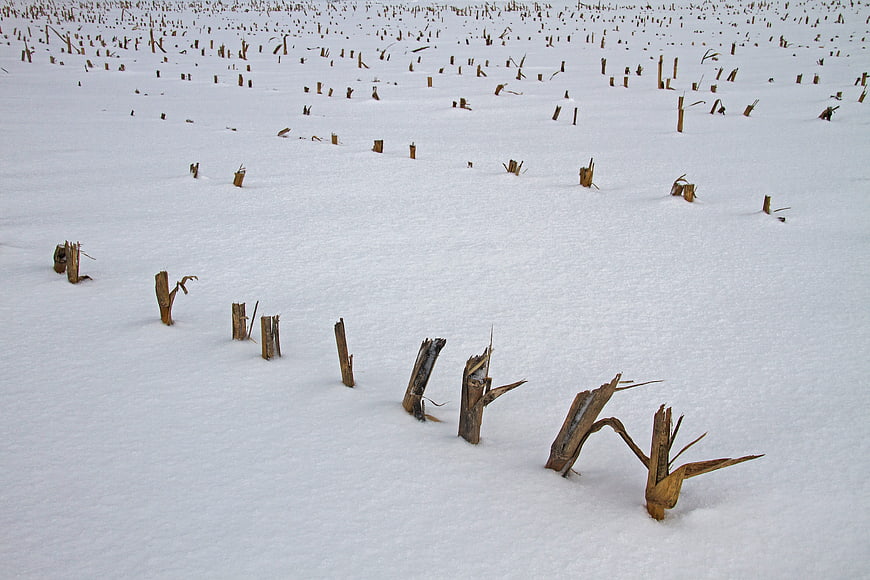 Snow-covered cornfield with cut stalks in winter