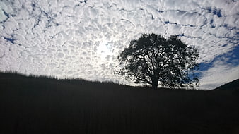 Silhouette of a lone tree on a hill against a textured sky
