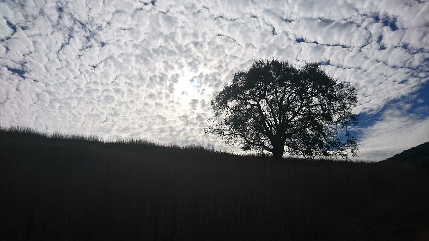 Silhouette of a lone tree on a hill against a textured sky