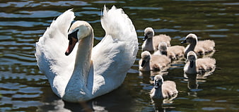 White Swan with Cygnets Swimming in Pond