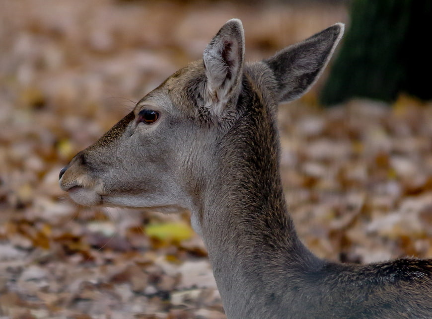 Close-up profile of a deer in autumn forest