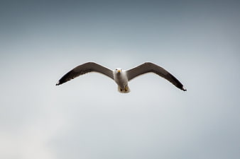 Seagull Flying in Blue Sky