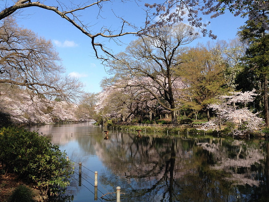 Serene Japanese Garden with Cherry Blossoms and Pond Reflection