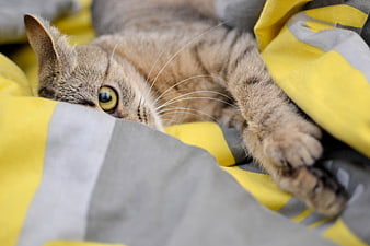 Cute Tabby Cat Hiding Under Yellow and Gray Blanket