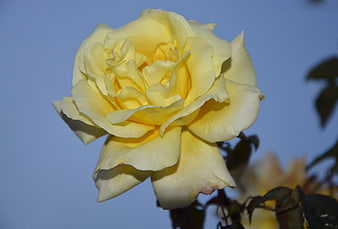 Close-up of a yellow rose against a blue sky