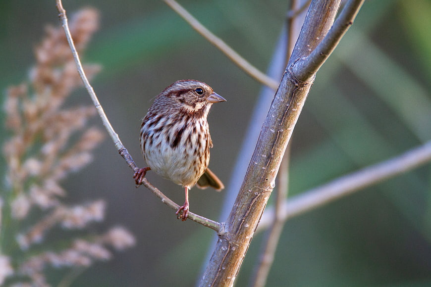 Small brown sparrow perched on a thin branch in nature