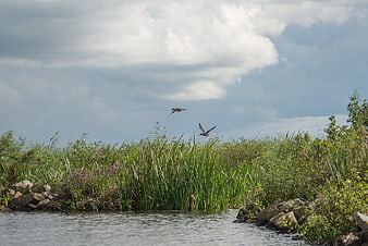 Ducks flying over river reeds and cloudy sky