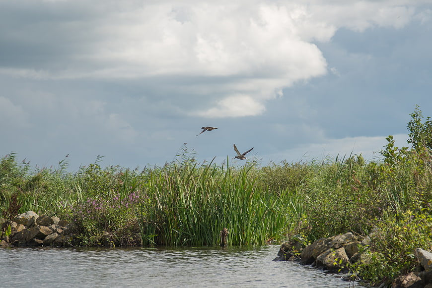 Ducks flying over river reeds and cloudy sky