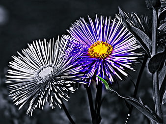 Selective Color Purple Aster Flower with Black and White Background