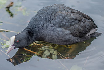 Close-up of a Eurasian Coot swimming in a pond