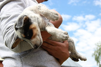Person holding cute tri-color puppy against blue sky