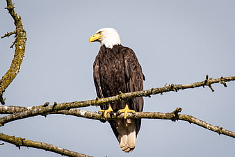 Bald eagle perched on branch against blue sky