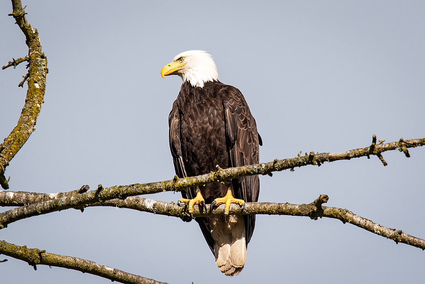 Bald eagle perched on branch against blue sky