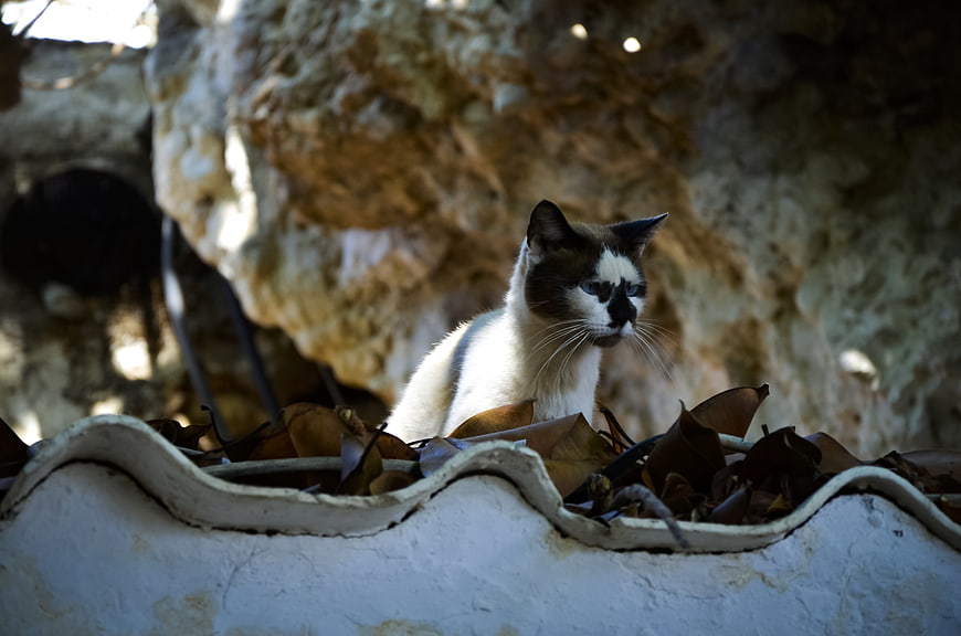 White and brown cat sitting on a tiled roof with leaves