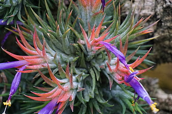 Close-up of blooming Tillandsia air plant with purple flowers