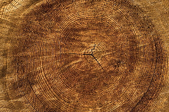 Close-up texture of tree stump cross-section with annual rings