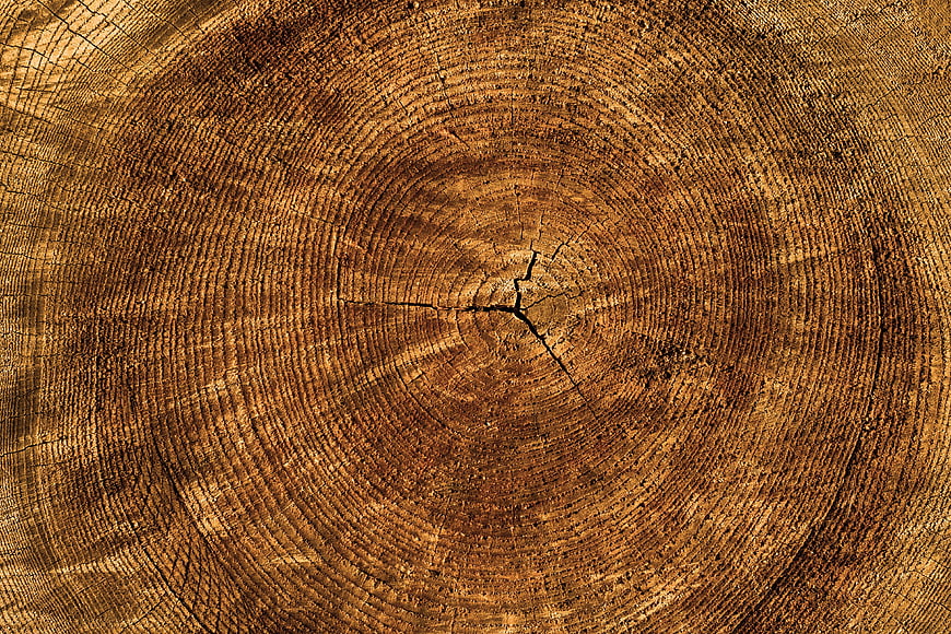 Close-up texture of tree stump cross-section with annual rings