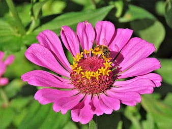 Honey Bee Pollinating Pink Zinnia Flower Close Up