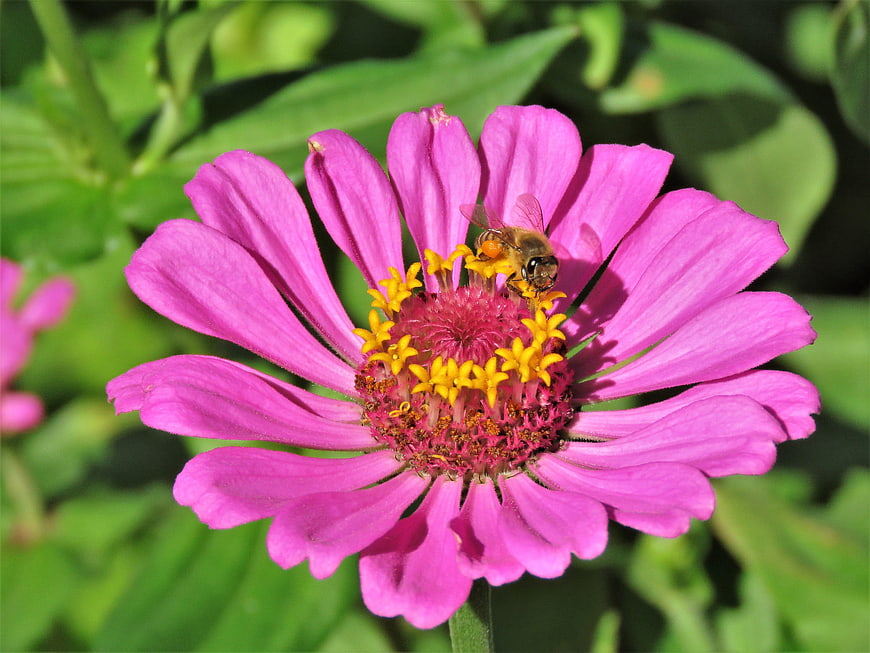 Honey Bee Pollinating Pink Zinnia Flower Close Up