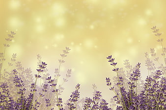 Purple Lavender Flowers Against Golden Bokeh Background