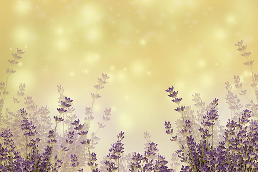Purple Lavender Flowers Against Golden Bokeh Background