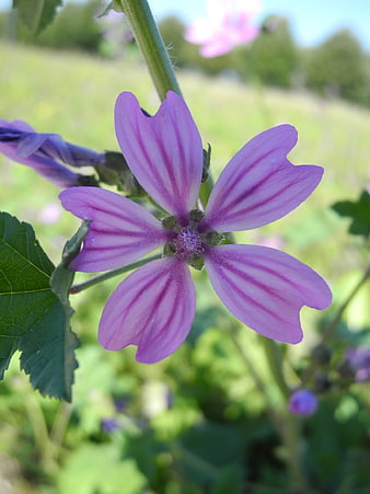 Close-up of purple mallow flower in green field