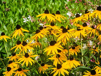 Vibrant yellow black-eyed susans blooming in a lush green garden