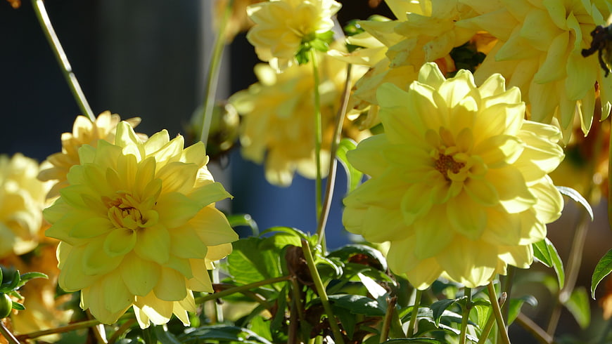 Sunlit Yellow Dahlias in a Garden