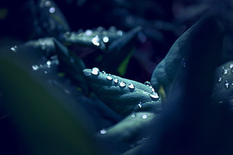 Macro shot of water droplets on dark green leaves