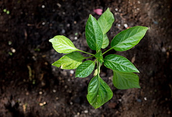 Top view of young green pepper seedling in soil