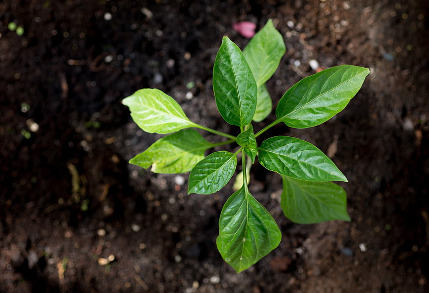 Top view of young green pepper seedling in soil