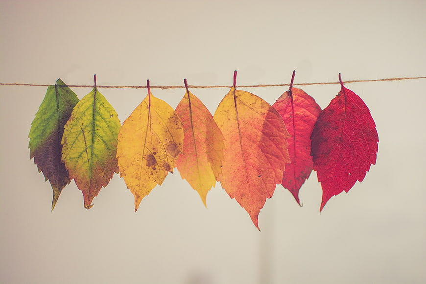 Colorful autumn leaves hanging on a string