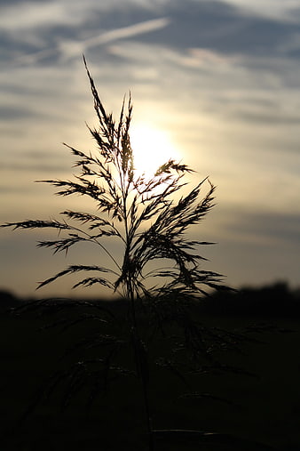 Silhouette of Wild Grass Against Golden Sunset Sky