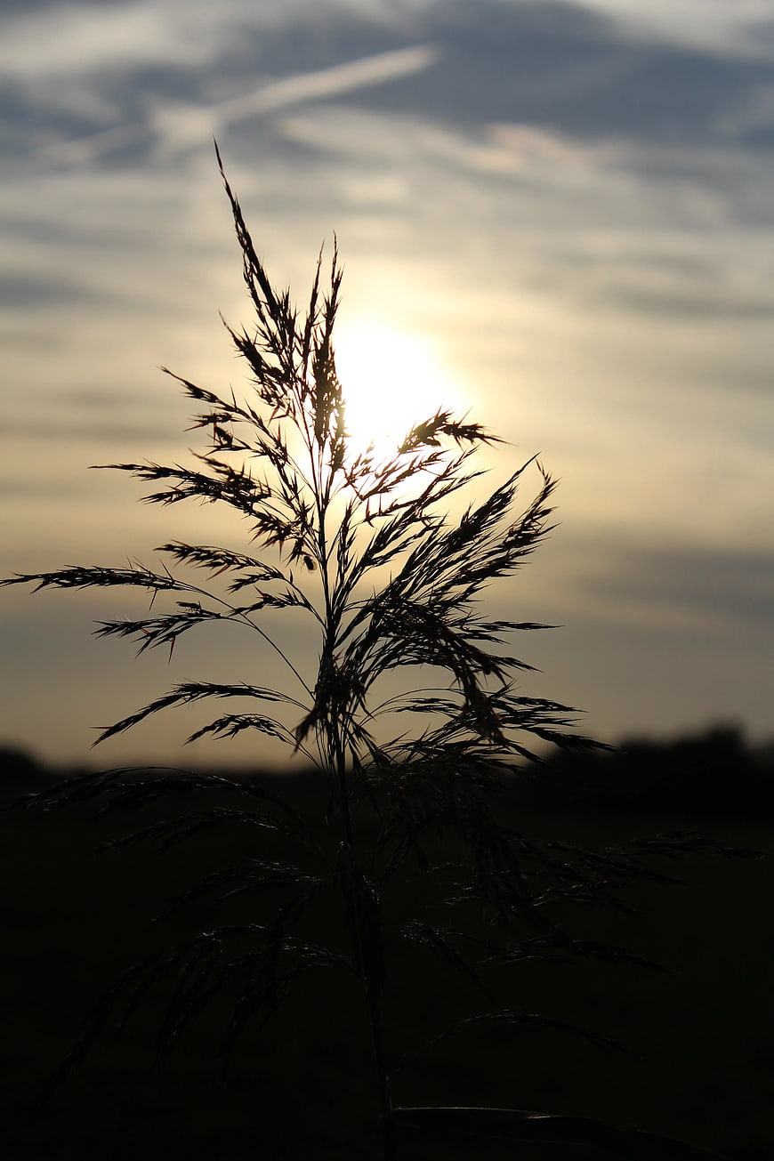Silhouette of Wild Grass Against Golden Sunset Sky
