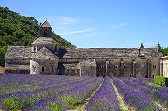 Lavender Field in Front of Historic Stone Abbey in Provence