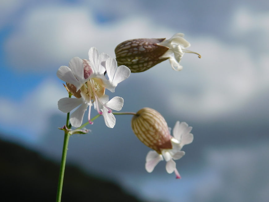 White wildflowers with textured seed pods against a cloudy blue sky